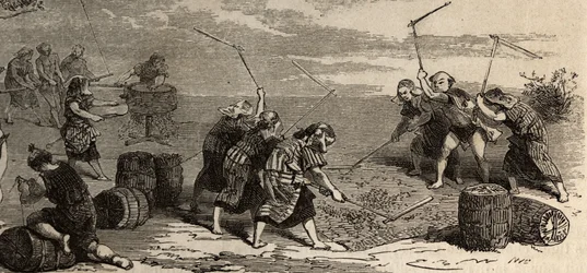 Risodling: sista steget, med hjälp av blomman och kvarnen, separeras riskornen från sin stjälk och skal, förvaras sedan försiktigt i lådor med flätat halm. Gravyr för att illustrera resan till Japan 1863-1864, av Aime Humbert, minister