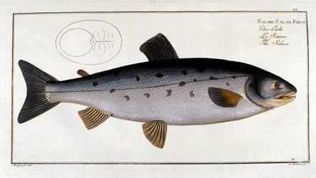 Lax (Salmo salar) av Marc Elieser Bloch Ichtyologie Paris - Berlin - London 1787.