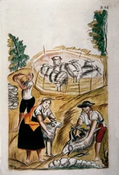 Fårklippning, från boken "Trujillo of Peru" eller "Codex Martinez Companion", av Baltazar Martinez Companion och Bujanda, biskop av Trujillo (1782-1785)