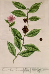 Sinensis teväxt - botanisk tavla