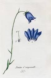 Liten blåklocka
