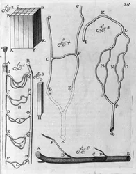 Studie av blodcirkulationen hos flygande fiskar och andra djur Beskrivning av den holländska handlaren och vetenskapsmannen Antoine van Leeuwenhoek (eller Leeuvenhoek Leeuwenhoeck) (eller Antoni eller Anthonie) (1632-1723) Gravyr från "Arcana Natura Detect
