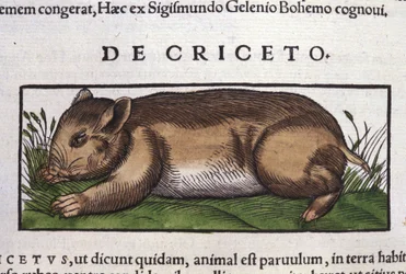 Hamstern i djurens historia av Conrad Gesner (1516 - 1565), Tiguri
