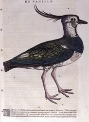 Lapwing in Historia Animalium av Conrad Gesner (1516 - 1565), Tiguri