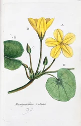 Menyanthe