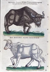 Visenten och den vita bisonen från Historia animalium av Konrad Gesner, Tiguri