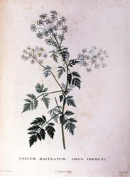 Den vanliga hemlocken. 1700-talsgravyr.