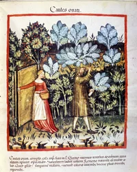 Skörd av kålblommor i en köksträdgård. Bokmålning ur det medicinska och dietiska verket «Tacuinum sanitatis»