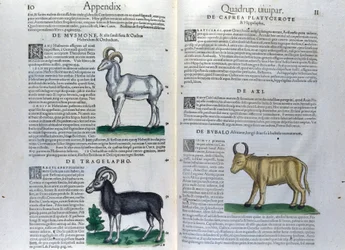De fyrfotade dubbelsidan i Historia Animalium av Conrad Gesner (1516 - 1565), Tiguri