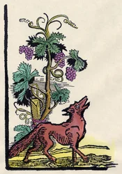 Räven och druvorna. Fable of Asope (gravyr från 1700-talet)