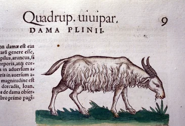 Geten efter Historia animalium av Konrad Gesner, Tiguri