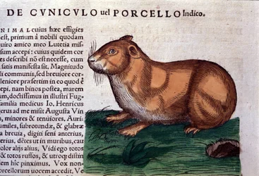 Marsvinet efter Historia animalium av Konrad Gesner, Tiguri
