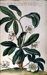 Julrosen eller svart julros, även kallad julros. 1700-talet