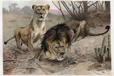 Lejonet (Panthera leo) - gravyr från "" Brehms djurliv"" av Alfred Edmund Brehm (1829-1884)