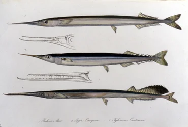 Havsnålen. Naturhistorisk styrelse. 1800-talet.