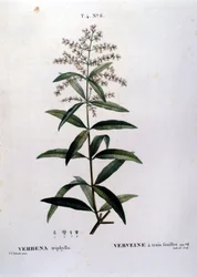 Verbenan. 1800-talsgravyr.