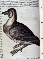 Vildgåsen efter Historia animalium av Konrad Gesner, Tiguri