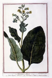 Tobaksväxt (Nicotiana Minor). Botanisk tavla från ett 1700-talsherbarium.