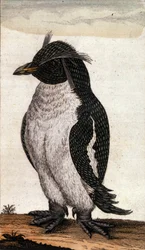 Zoologiskt diagram som visar en Diomedea-fågel av familjen Albatross. Gravyr av 1700-talet
