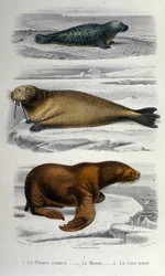 Zoologidiagram som visar en säl, en valross och ett sjölejon. 1800-talet