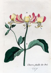 vild kaprifol