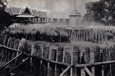 De kungliga elefanterna i Bangkok