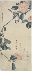 (Fågel på Camellia), tidigt 1800-tal