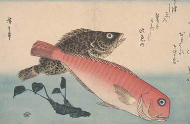 Kakelfisk, stenfisk plan d wasabi väg t