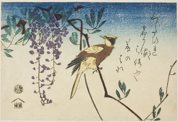 Svartnackad oriole och blåregn