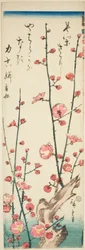 Blommande plommongrenar