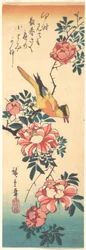Östliche Grauwasserstelze und Rose