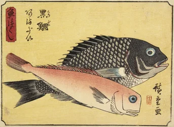 Gilthead and Tilefish, 1830-1844