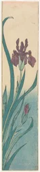 Iris