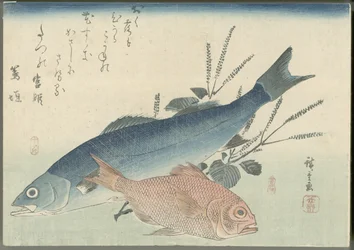 Japansk havsabborre, guldögd havsruda och shisoplanta