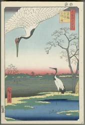 Minowa, Kanasugi och Mikawashima