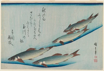 School of Five Seat Trout from the Series Fish, c.1835 (träblocksfärgtryck)