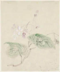 Rosa blåregn