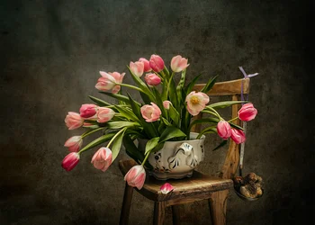 Eleganta rosa tulpaner