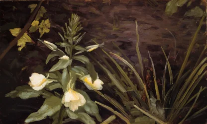 Blommande nattljus