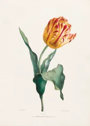 Antika tulpanmönster av Valentine Bartholomew