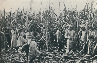 En sockerrörsplantage, 1916
