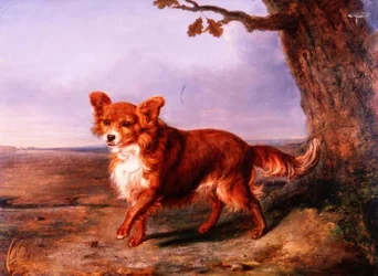 "Fox", en favorithund