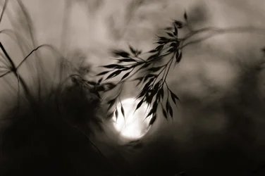 Ethereal Grass-lampa
