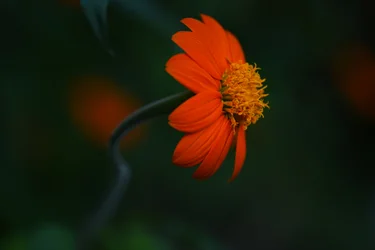 Livfull orange blomning