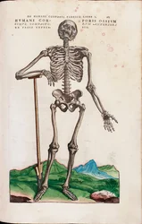 The Bones of the Human Body, illustration från "The Seven Fabrics of the Human Body" av Andreas Starr
