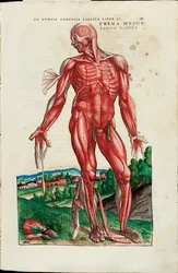 The First Map of the Muscles, illustration från "The Fabric of the Human Body" av Andreas Starr