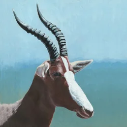 Porträtt av afrikansk blesbok