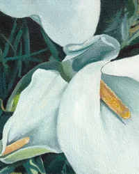 Eleganta callaliljor