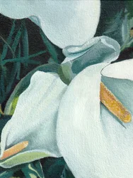 Eleganta callaliljor