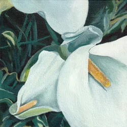 Eleganta callaliljor